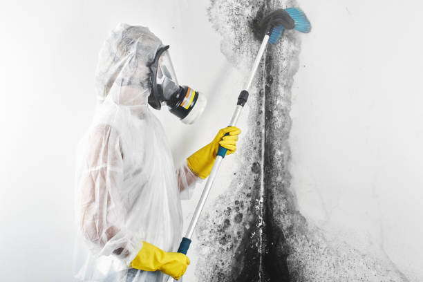 Best Black Mold Removal  in Livingston, AL