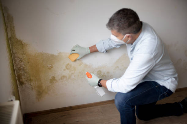 Reliable Livingston, AL Mold Removal Solutions